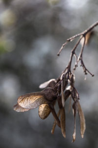 Seeds of a maple in front of gray background in the back light Seeds of a maple in front of gray background in the back light